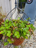 Pair of Plastic/Styrofoam Pots with Decorative Metal Plant Supports (B)