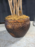 Very Large Faux Ming Aralia Tree in Basket