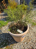 Rosemary Plant in Plastic Pot