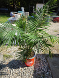 Potted Palm in Bucket (B)