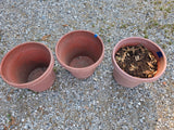 G-Three Large Plastic Planters, One w/Dirt