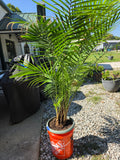 Potted Palm in Bucket (C)