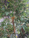 Very Large Faux Ming Aralia Tree in Basket