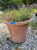 Large Thyme Plant in Plastic Pot (Cracked Pot)