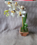 Faux Orchid Plant