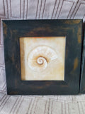 Lot of 3 Small Framed Seashell Prints