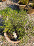 Rosemary Plant in Plastic Pot