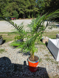 Potted Palm in Bucket (C)