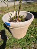 Plastic Planter w/Rose Bush