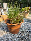 Scalloped Edge Terracotta Pot w/Plant