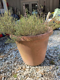 Large Thyme Plant in Plastic Pot (Cracked Pot)