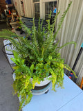 Beautiful Fern, Creeping Jenny and Bagonia Mix, Plastic Planter and Metal Dolly