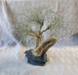 Signed Metal Wire Bonsai Tree Sculpture