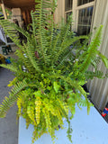 Beautiful Fern, Creeping Jenny and Bagonia Mix, Plastic Planter and Metal Dolly