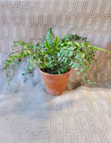 Terracotta Planter with Faux Greenery