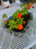 Basket Style Resin Planter w/Dirt