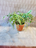 Terracotta Planter with Faux Greenery