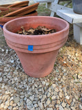 G-Three Large Plastic Planters, One w/Dirt