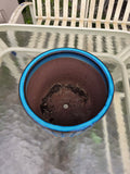 Teal and Brown Glazed Terracotta Planter  (O)