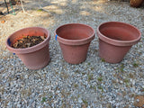 G-Three Large Plastic Planters, One w/Dirt