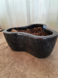 G- Clover Shaped Heavyweight Glazed Terracotta Planter