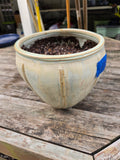 Glazed Pottery Planter w/Dirt (B)