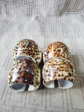 Set of 4 Tiger Cowrie Napkin Rings