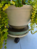 Beautiful Fern, Creeping Jenny and Bagonia Mix, Plastic Planter and Metal Dolly