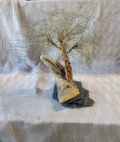 Signed Metal Wire Bonsai Tree Sculpture