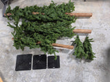 Set of Three Alpine Trees * Read Description *
