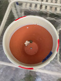 Glazed/Painted Terracotta Planter Glazed Terracotta Planter - Red Poppies (Q)