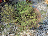 Large Thyme Plant in Plastic Pot (Cracked Pot)