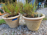 Pair of Plastic Planters w/Live Plants