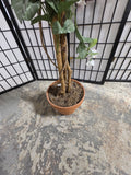 6' Faux Blooming Dogwood Tree in Pot