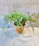 Terracotta Planter with Faux Greenery