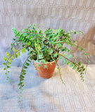 Terracotta Planter with Faux Greenery