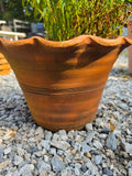 Scalloped Edge Terracotta Pot w/Plant