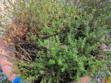 Large Thyme Plant in Plastic Pot (Cracked Pot)