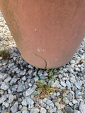 Large Thyme Plant in Plastic Pot (Cracked Pot)