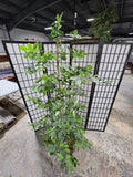 Asian Inspired Glazed Terracotta Planter w/Faux Ficus Tree