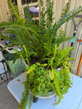 Beautiful Fern, Creeping Jenny and Bagonia Mix, Plastic Planter and Metal Dolly