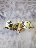 (N) Porcelain Pair of Perched Chickadee Birds Figurine