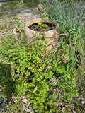 Multi-Tier Plastic Planter w/Plants and Oversized Plastic Saucer