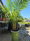 Potted Palm in Bucket (A)