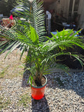 Potted Palm in Bucket (B)