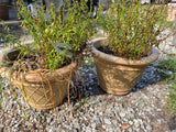 Pair of Plastic Planters w/Live Plants