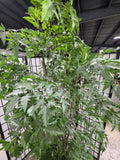 6' Faux Ming Aralia Tree in Heavyweight Decorative Terracotta Pot