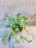 Terracotta Planter with Faux Greenery